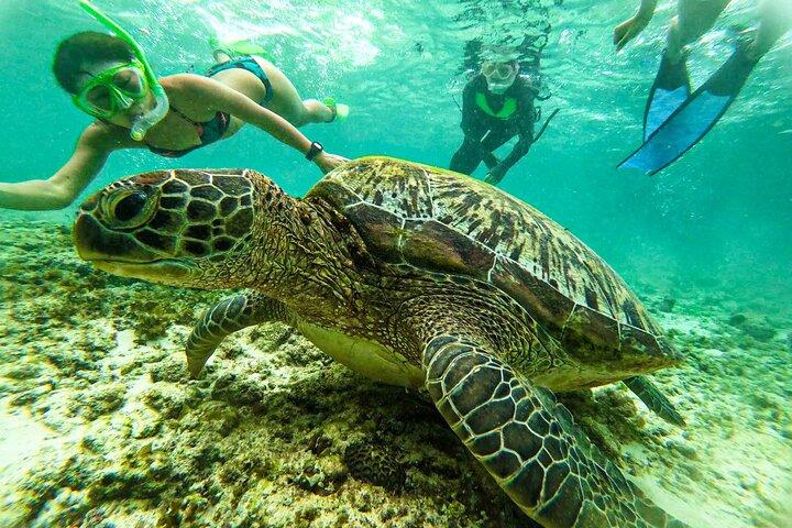 Moalboal Sardine Run, Sea Turtle and Mantayupan Falls
