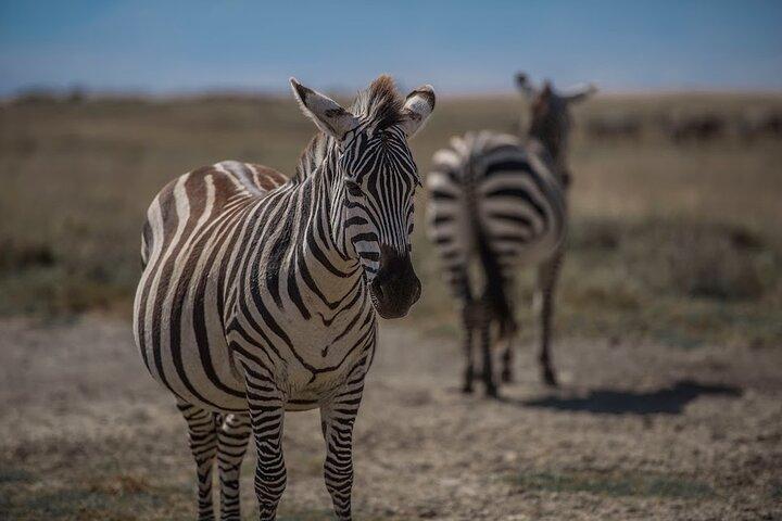 4-Day Tanzania Camping Safari Experience