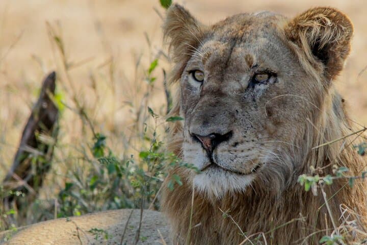 Full-Day Kruger National Park Safari