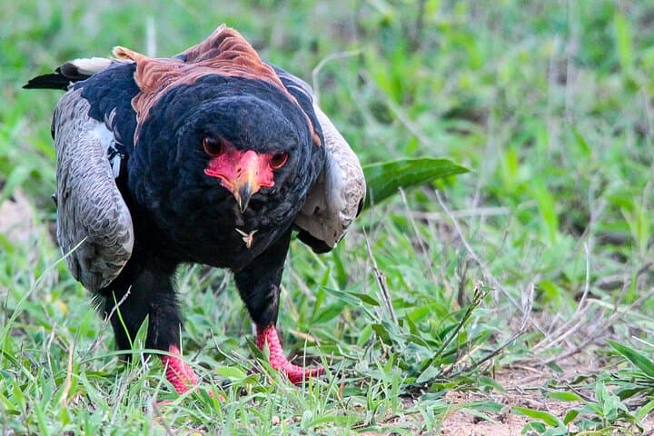 Full-Day Kruger National Park Safari