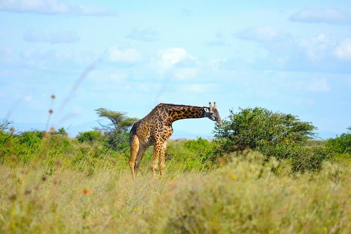 Half Day Safari at Nairobi National Park
