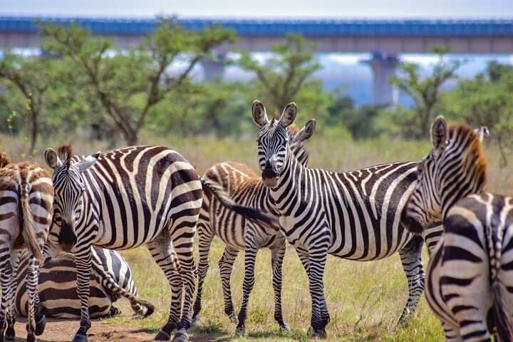 Half Day Safari at Nairobi National Park
