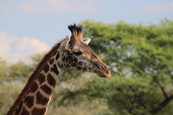 3 Day Safari in Serengeti National Park