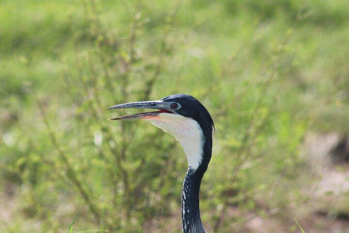3 Day Safari in Serengeti National Park