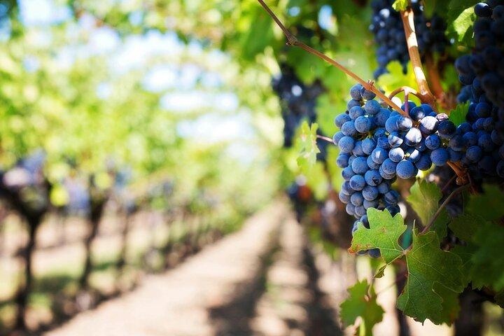 Santorini Wine Tasting Experience with Lunch