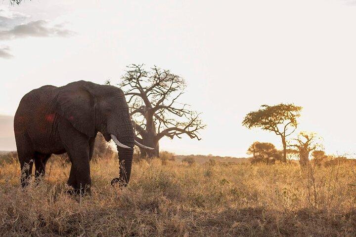 4-Day Tanzania Camping Safari Experience