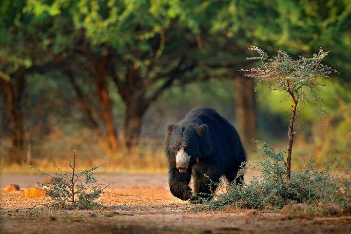 Wilpattu National Park Safari | Jeep with Tickets
