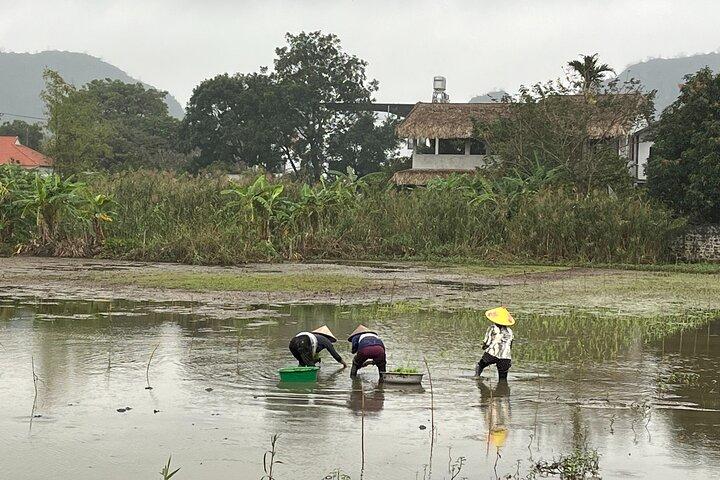Full Day Tour from Hanoi to Tam Coc