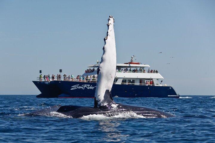 Whale Watching Dinner Cruise in Cabo San Lucas