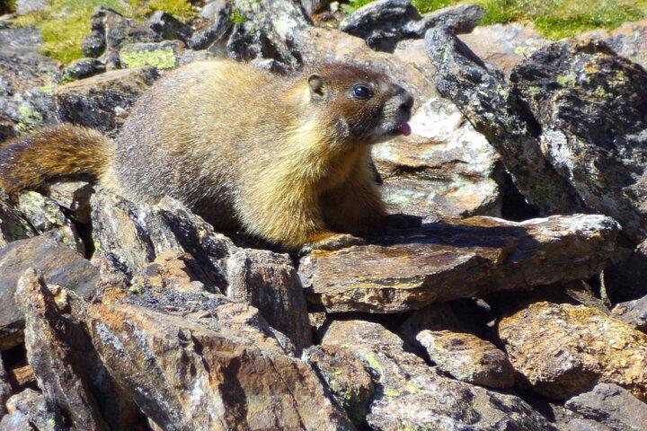 Trail Ridge Road Rocky Mountain National Park Private Tour