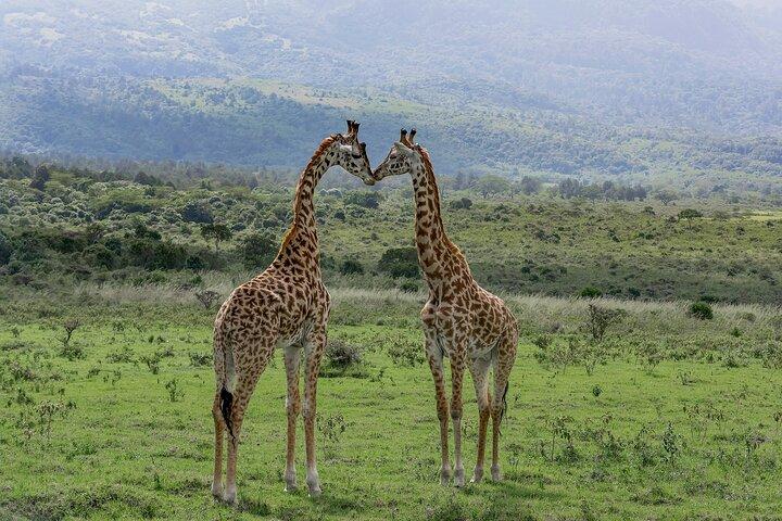 3 Days Guided Safari To Meru National Park