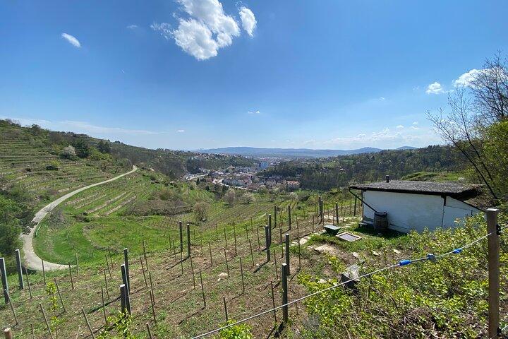 Taste and Tour Small Organic Wineries with a Winemaker