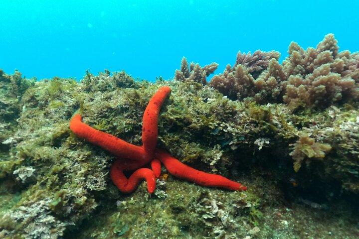 Third Island:Try Scuba in a Shipwreck-Archeological park