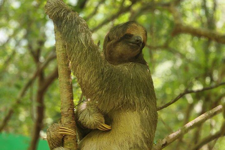Monkeys and Sloths in their Natural Habitat Roatan Eco Tour