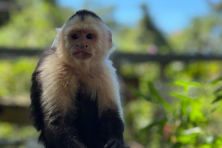 Monkeys and Sloths in their Natural Habitat Roatan Eco Tour