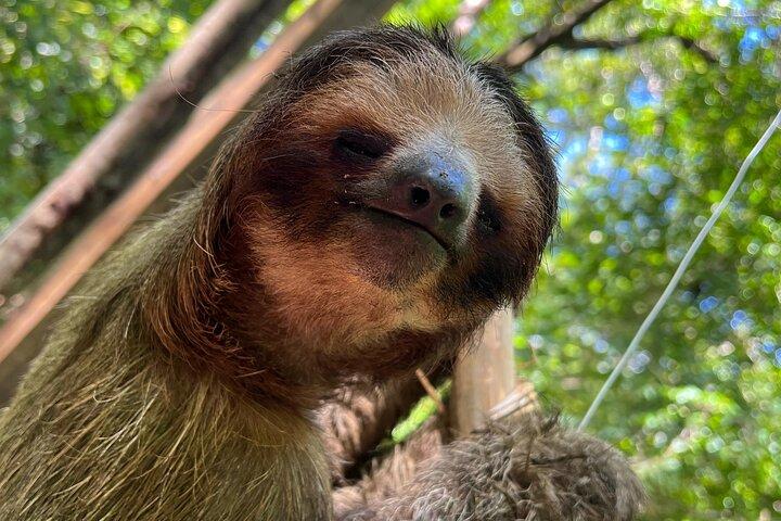 Monkeys and Sloths in their Natural Habitat Roatan Eco Tour