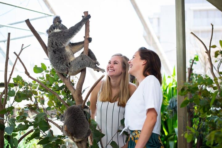 Sydney Attractions Pass: SEA LIFE Aquarium, Sydney Tower Eye, WILD LIFE Zoo and Madame Tussauds