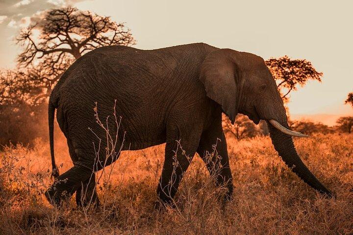 3 Days Private Classic Mid Range Serengeti Safari