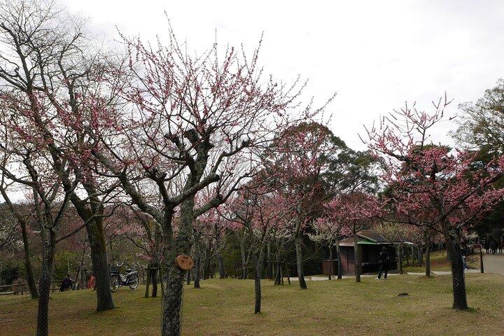Nara Todaiji Kasuga Taisha Private Full Day Tour From Kyoto