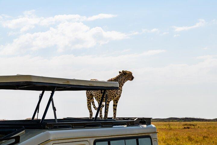 3-Day Private Camping Safari in Serengeti and Ngorongoro Crater
