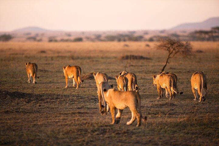 3-Day Private Camping Safari in Serengeti and Ngorongoro Crater