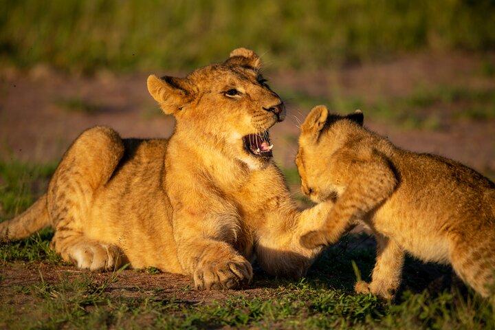 3-Day Private Camping Safari in Serengeti and Ngorongoro Crater