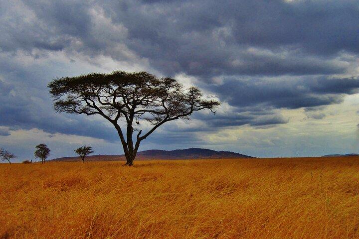 5days Tour Tsavo East & west, Amboseli from Mombasa / Nairobi