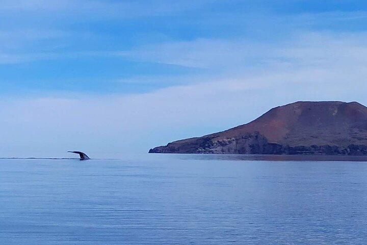 Blue Whale Watching Experience in Loreto