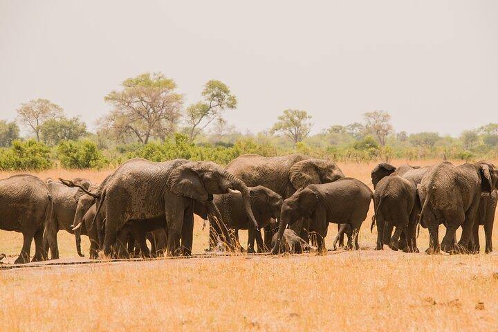 7 Day Tanzania Camping Safari Experience