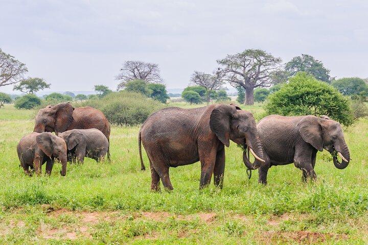 7 Day Tanzania Camping Safari Experience