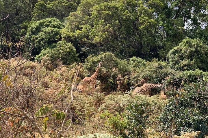 4 Days Mount Meru Trekking Experience in Tanzania