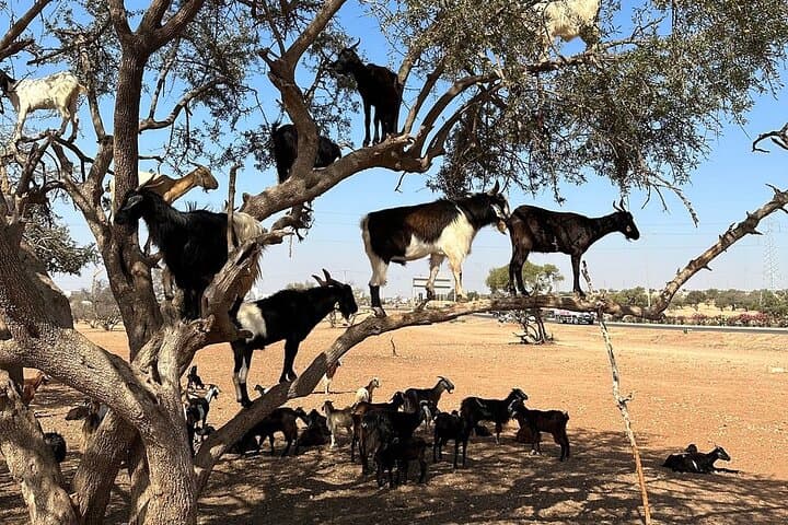 Agadir Morocco: Day Trip To Taroudant & Tiout Oasis with Lunch