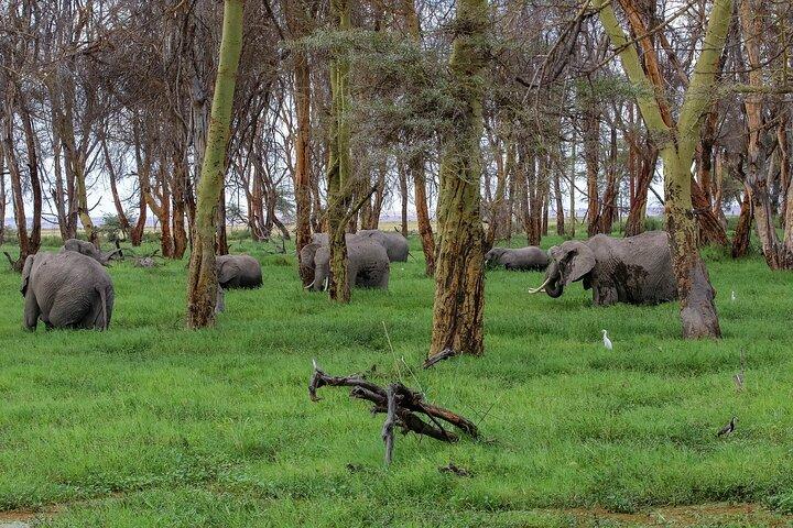 Day Tour To Amboseli National Park