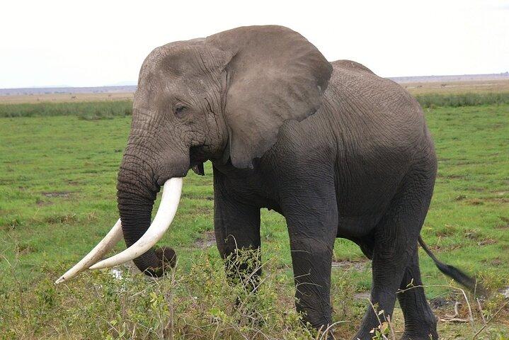 Day Tour To Amboseli National Park