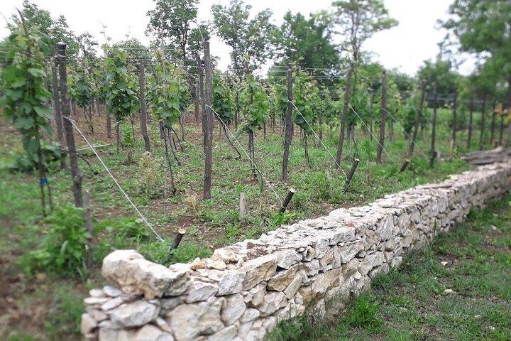 Gelati, Prometheus, Sanatoriums and Wine tour