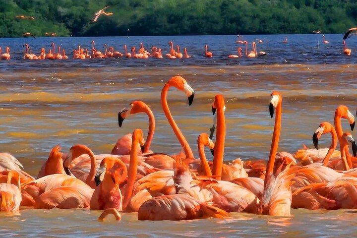 Tour to Celestún with View of Flamencos and Beach Club