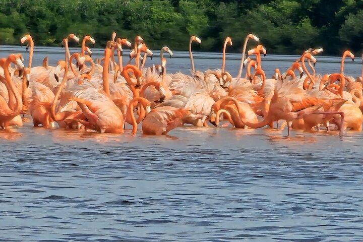 Tour to Celestún with View of Flamencos and Beach Club