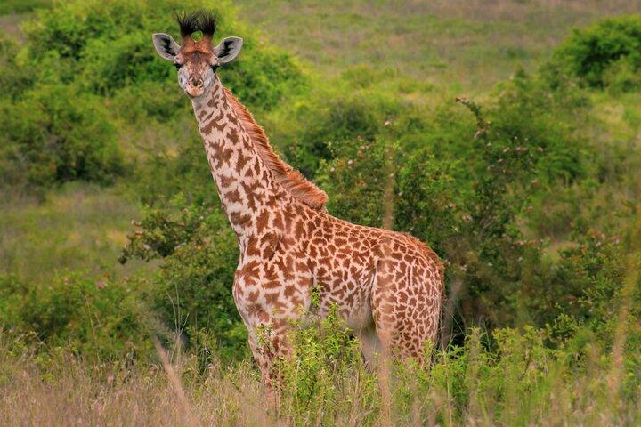 2-Day Nairobi Kenya Africa Introductory Tour for First Timers