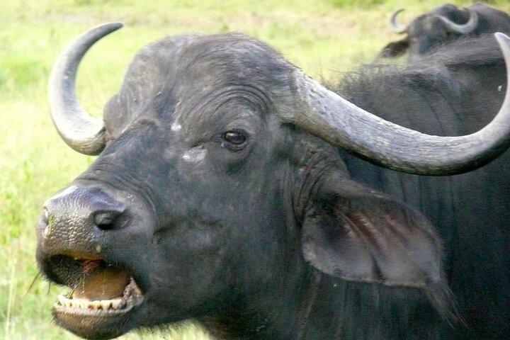 7 Days Affordable Group Safari (Mara,Nakuru,Naivasha,Amboseli)