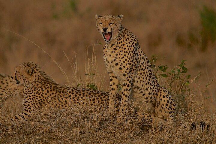2 Day Group Camping Tour to Maasai Mara using a 4x4 Jeep
