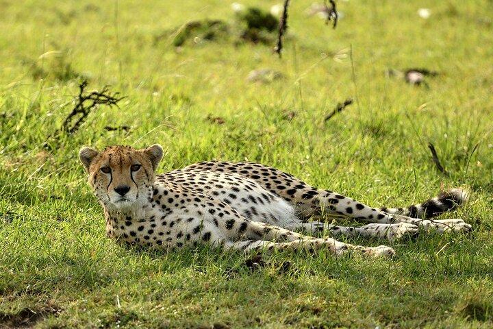 8Day 7Night Affordable Group Camping Safari in Kenya and Tanzania