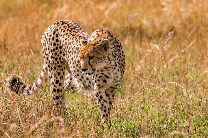 7 Days Affordable Group Safari (Mara,Nakuru,Naivasha,Amboseli)