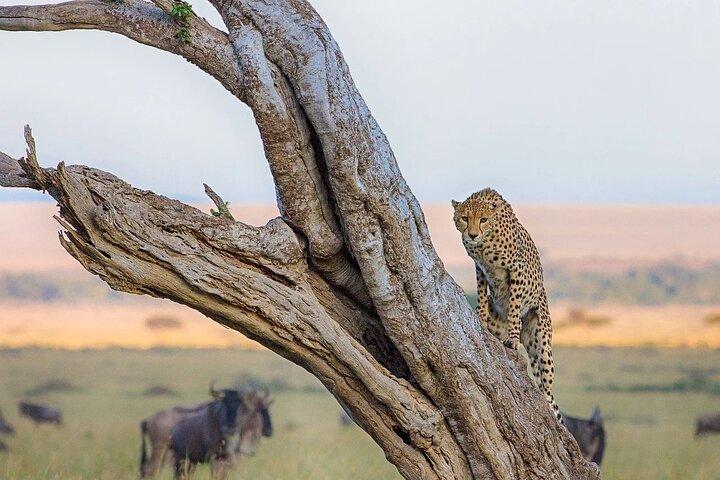 2 Day Group Camping Tour to Maasai Mara using a 4x4 Jeep