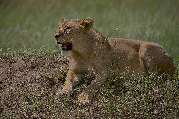 4 Day Tour in Tarangire, Serengeti and Ngorongoro