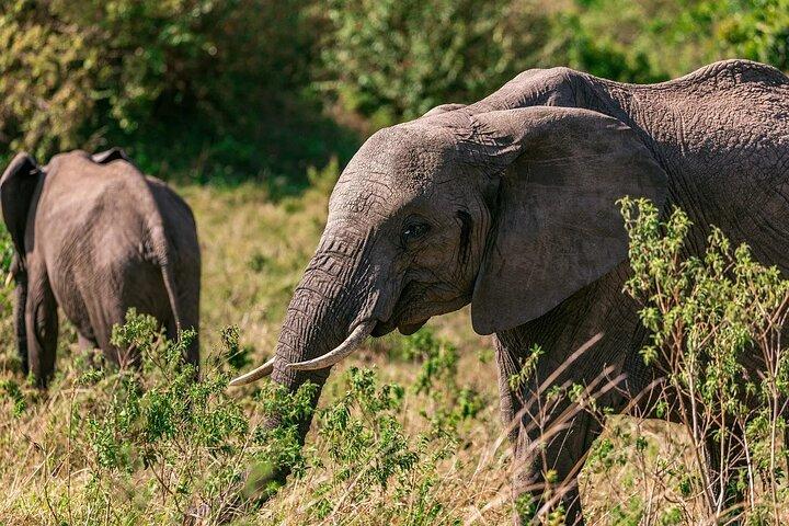 2 Day Group Camping Tour to Maasai Mara using a 4x4 Jeep