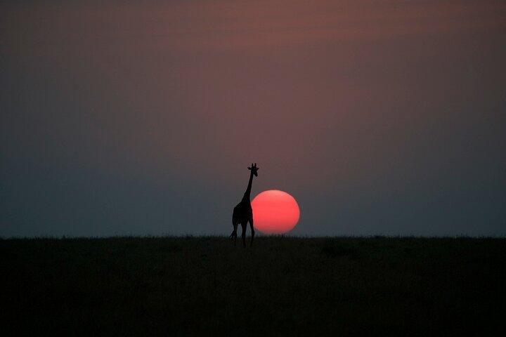 2 Day Group Camping Tour to Maasai Mara using a 4x4 Jeep