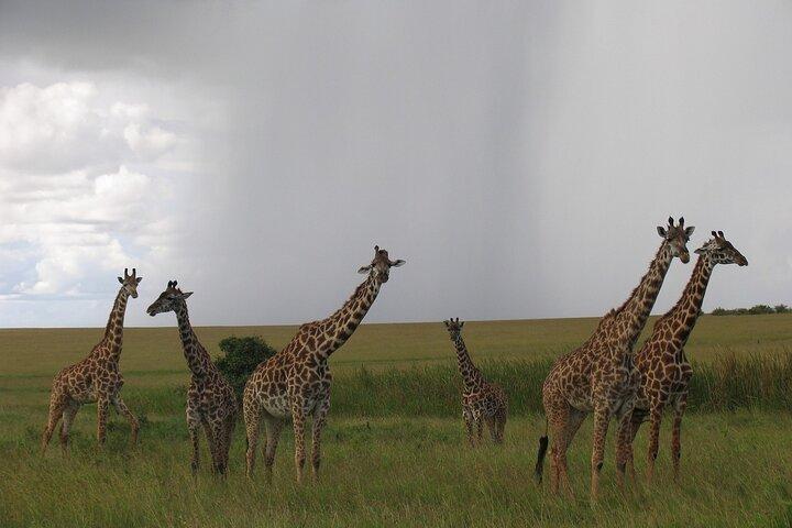 7 Days Affordable Group Safari (Mara,Nakuru,Naivasha,Amboseli)