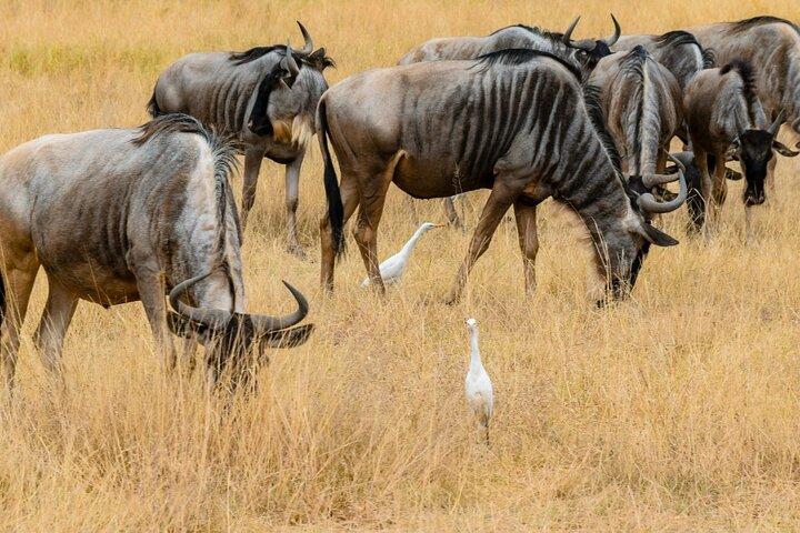 3 Days Masai Mara Private Tour