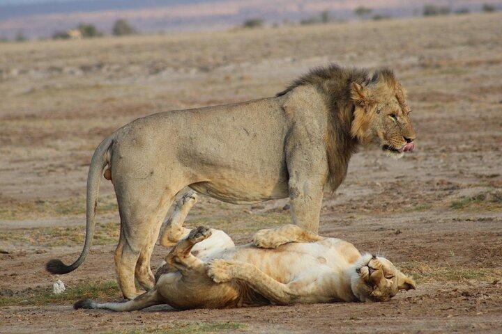 7 Days Kenya Vegans Private Safari