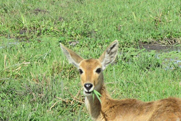 7 Days Kenya Vegans Private Safari